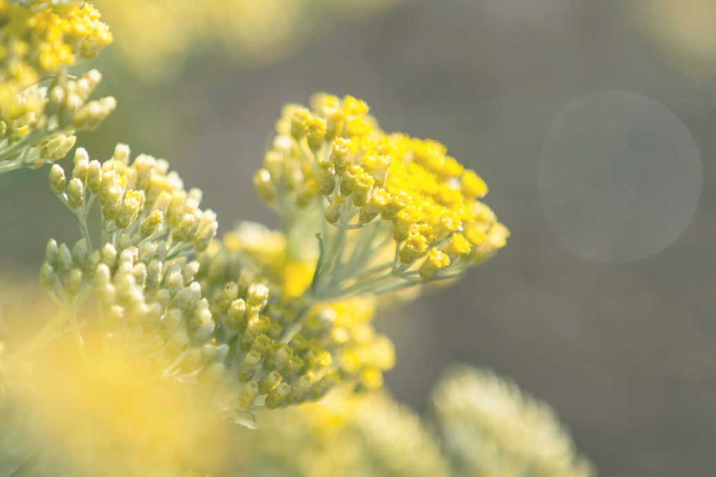 Melifera-les-cinq-sens-de-la-fleur-d-immortelle-et-ses-multiples-bienfaits