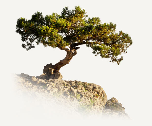 Melifera-engagements-corse-2