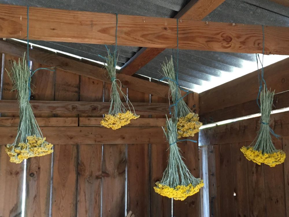 harvesting-melifera-immortelle-bouquet