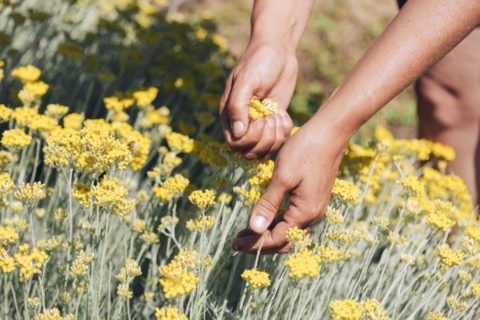 harvesting-melifera-immortelle-hand-1