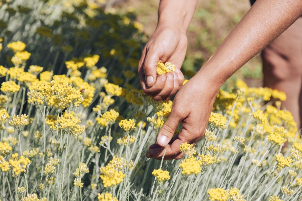 harvesting-melifera-immortelle-hand-2