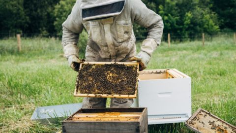 transferring-hives-in-hand-1