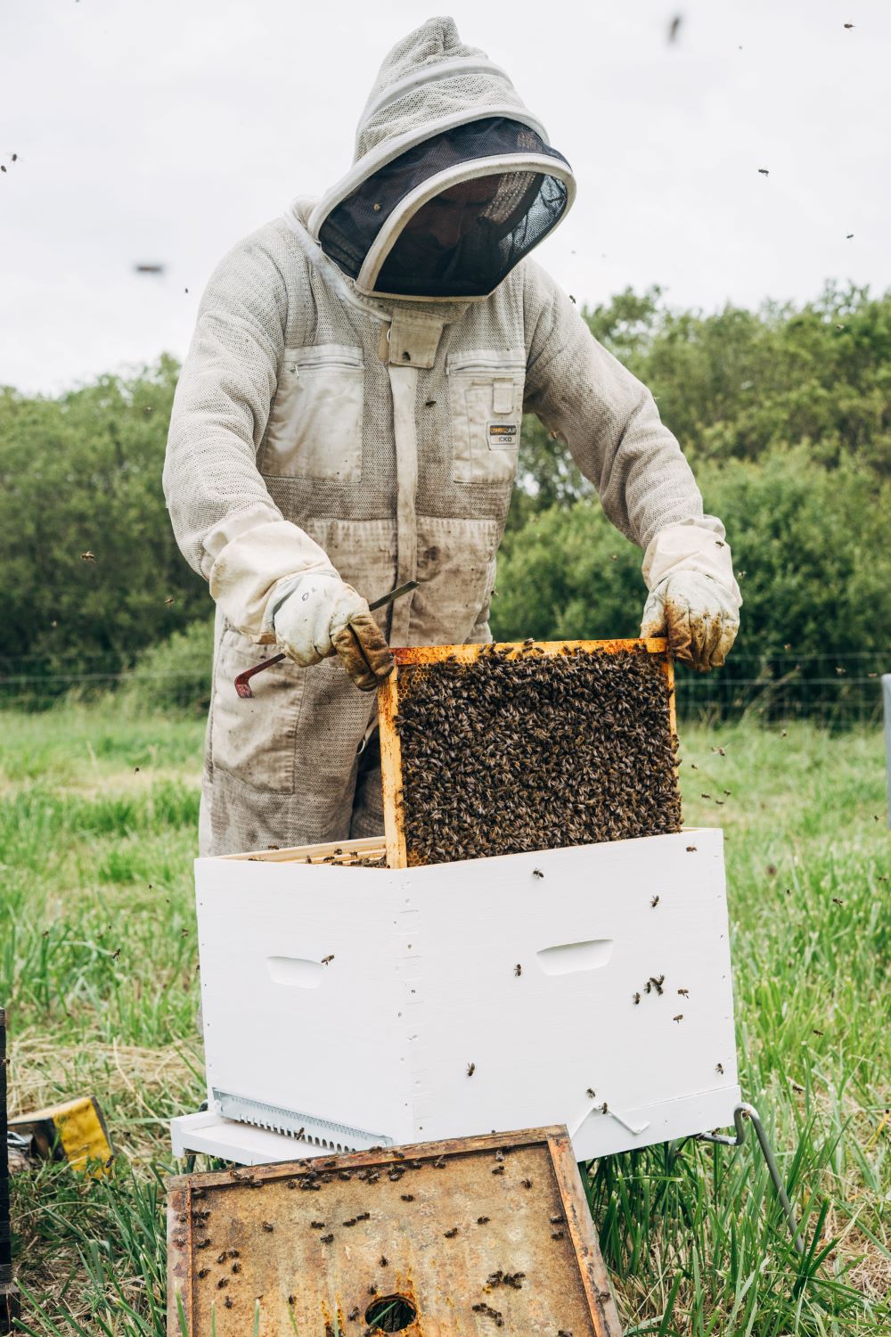 transferring-hives-openning