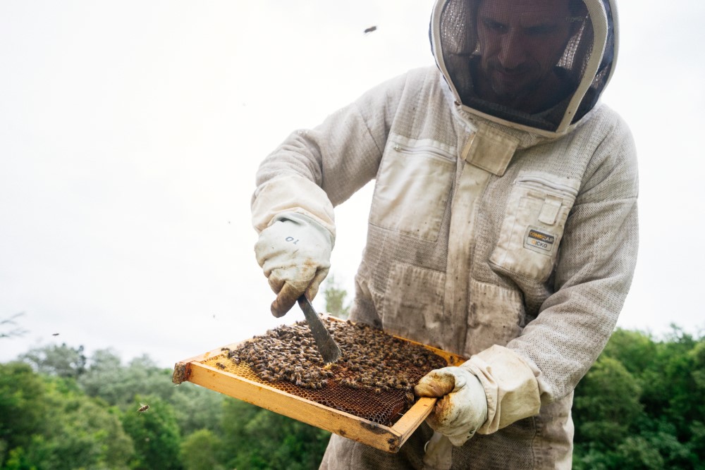 transferring-hives-queen