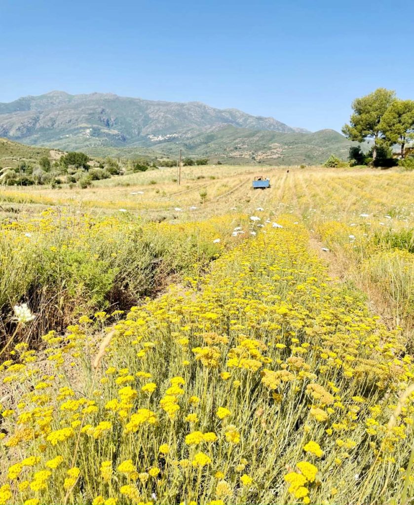 different-corsican-gin-field