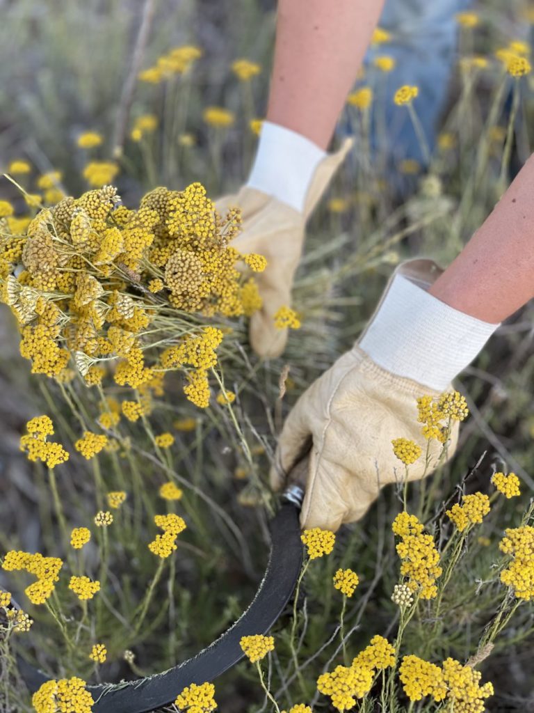 different-corsican-gin-harvesting