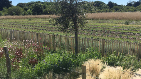 Vue sur les plantations du jardin Melifera depuis le jardin Nord