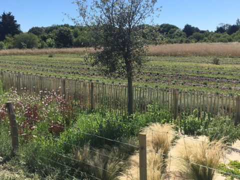 Vue sur les plantations du jardin Melifera depuis le jardin Nord