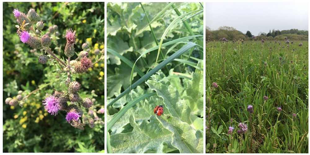 biodiversite-au-jardin-bio-marque-ecoresponsable